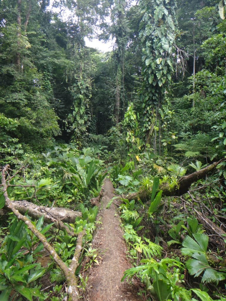 Isla Solarte, Bocas del Toro