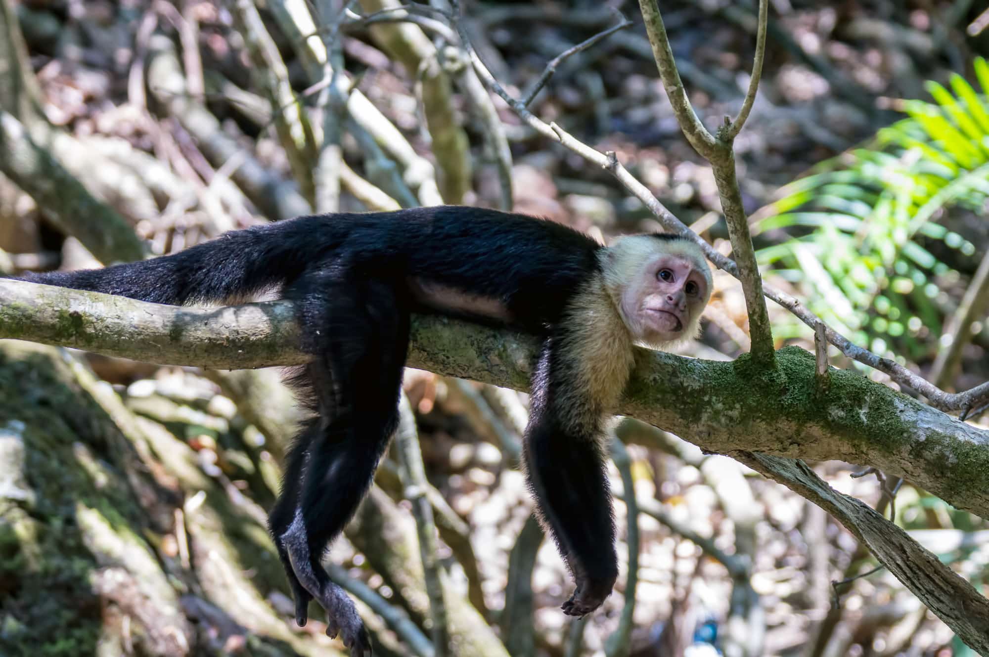 Tortuguero National Park, Monkey, Costa Rica